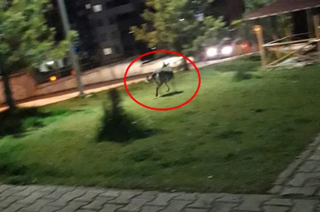 Şehir merkezine indi! Ailelere çağrı yapıldı