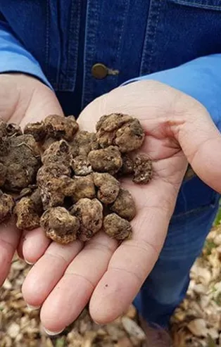 Dünyanın en pahalı yiyecekleri arasında yer alan “Trüf” mantarı  Amanos Dağlarında bulundu! Kilosu tam tamına 3 bin Euro...