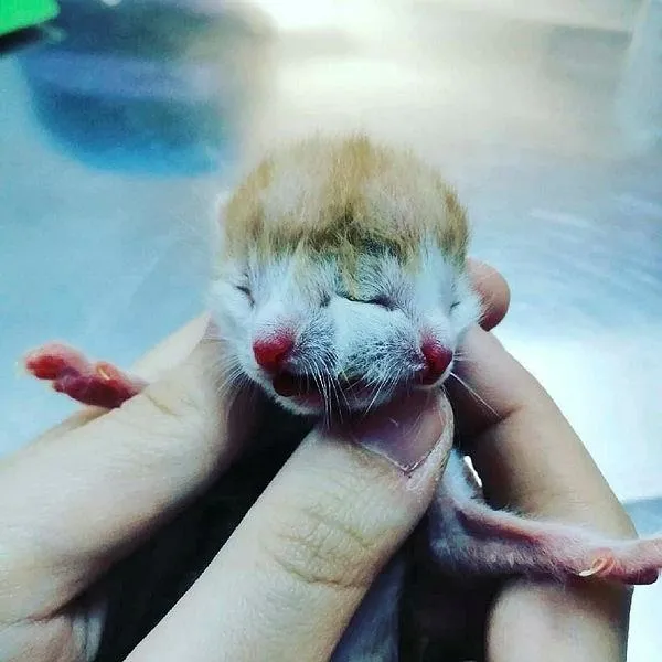 cift-basli-dogan-kedi-gorenleri-saskina-cevirdi-2-agzi-ve-4-gozu-1621628692712.jpeg Çift başlı doğan kedi görenleri şaşkına çevirdi! 2 ağzı ve 4 gözü...-1