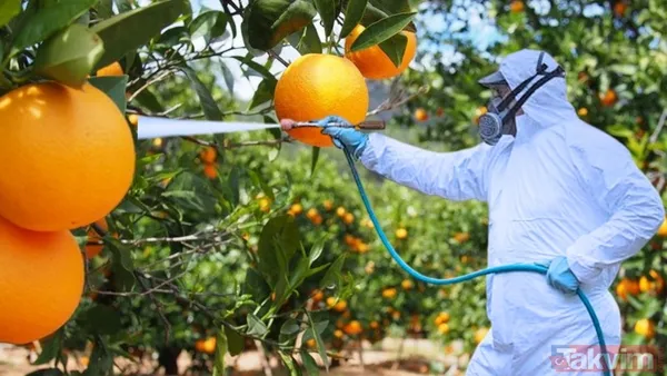 İlkbaharın Taze Çilekleri, Parlak Görünümleriyle Cazip Olsa Da, Bu Meyveler Genellikle Pestisit Ve Kirleticilerle Kirlenmiş Olabilir. Sadece Suyla Yıkama,...