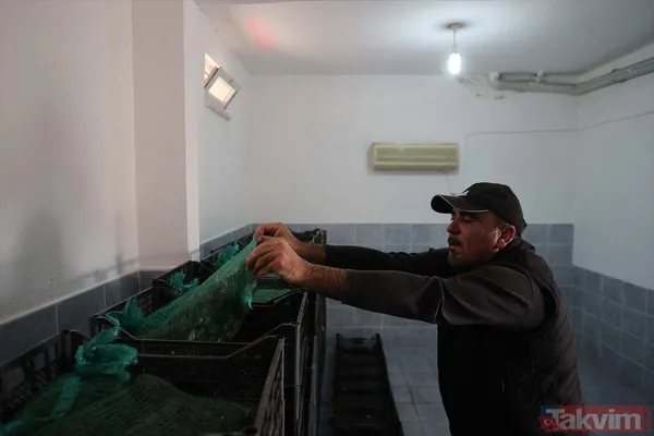 Günlük 900 lira kazanıyorlar! Türkiye'nin birçok ilinden toplanan kurbağalar Avrupa'ya ihraç ediliyor - 41