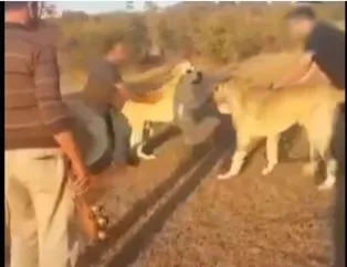 Bahis karşılığında kangal köpeği dövüşü!