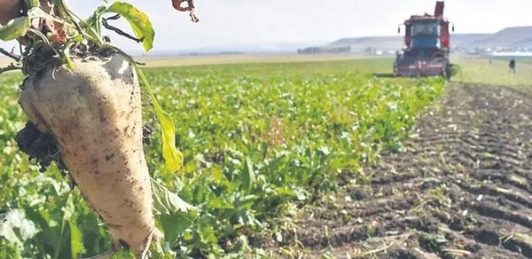 Şeker fiyatlarına 6 kat zam! Fahiş zam için bakanlık harekete geçti! Cezalar yolda-6