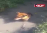 Balçığa saplanan köpeği itfaiye kurtardı