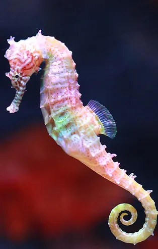 Rüyada denizatı görmek ne anlama gelir?