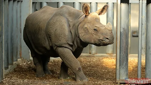 Nesli tükeniyor! Bilim alarmda: Gergedan, kurbağa ve daha fazlasını bir daha göremeyebiliriz - 3