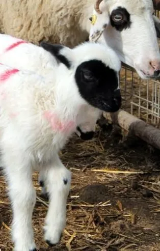 Şaşırtan olay! Bir koyun altız doğurdu!