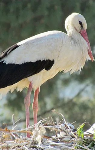 Rüyada leylek görmek ne anlama gelir?