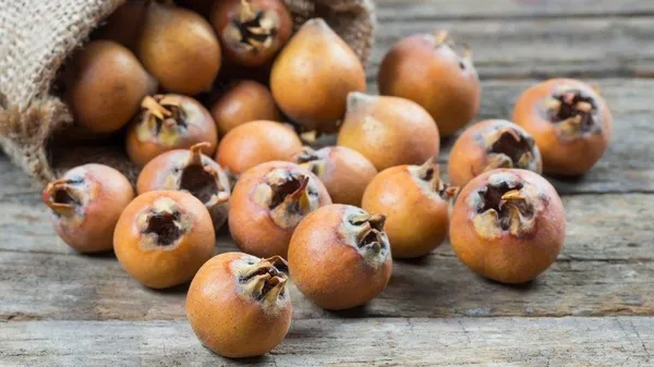 Şekerin ilacı kudret narı (Sağlık haberleri)-3