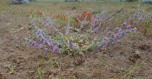 Balıkesir Ayvalık'ta tüylü çay grubuna ait yeni endemik bitki bulundu! Adı 'stachys cretica subsp gulendamiana’ oldu