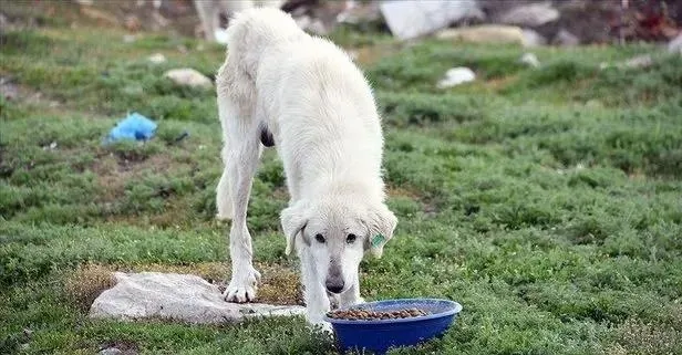 MASAK'ın mama lobisi raporu ortaya çıktı! İşte sokakları terörize eden sözde hayvanseverlerin 4 ayaklı çetesi-4