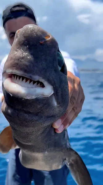 Son dakika: Antalya'da oltaya takıldı! Gören şaşkınlığını gizleyemedi: Işık saçan köpek balığı-3