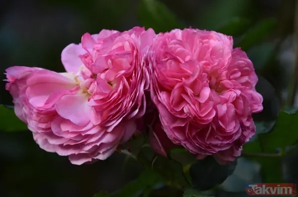 Klinik Raporlar Ve Somut Başarı Oranları Journal Of Cosmetic Dermatology Üzerinden Erişilebilen Güncel Verilerde, Tedavinin Etkinliği Şu Somut Bulgularla...