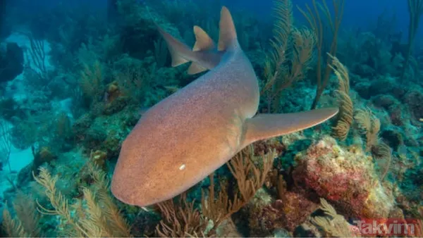 Mavi bir göl mü? Kimse ilk bakışta anlamıyor! Bu görüntü aslında ölümcül bir gerçeği saklıyor… - 5