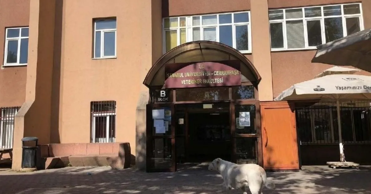 Son Dakika Istanbul Universitesi Cerrahpasa Rektoru Acikladi Avcilar Daki Yurt Binalari Tahliye Edilecek Takvim