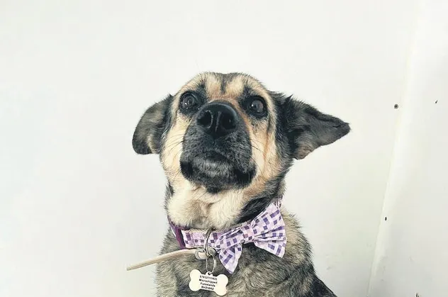 Zonguldak'ta trafik kazasında yaralanan sokak köpeği Popy'i İngiliz Kirsty Lucas sahiplenip Londra'ya götürdü