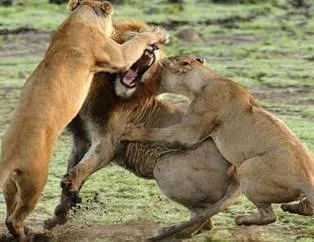 Aslan kralın karizma yerle bir oldu