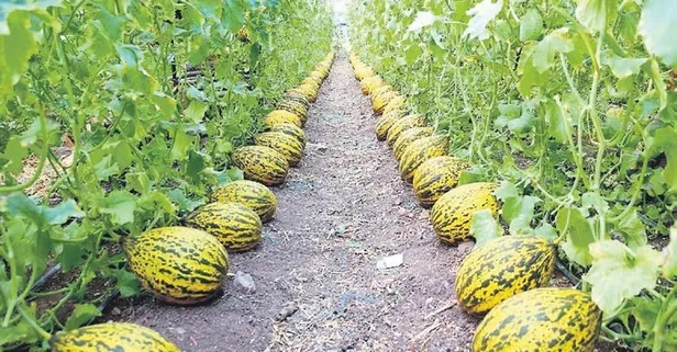 Mut zeytinyağı ve Kırkağaç kavununa AB'den coğrafi işaret tescili!