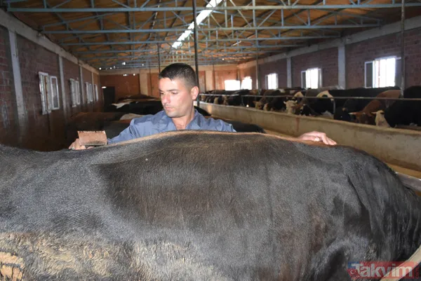 Devlet teşvikiyle 20 büyükbaş alarak çiftlik kurdu üretimi 2 yılda 10 katına çıkardı - 11