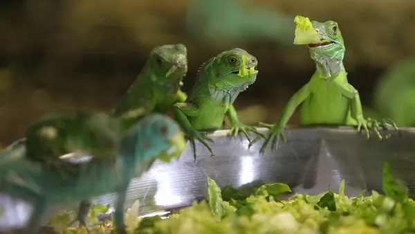 abdnin-florida-eyaletinde-halk-gokten-iguana-yagmasina-karsi-uyarildi-1608889595717.jpg ABD'nin Florida eyaletinde halk gökten iguana yağmasına karşı uyarıldı-10