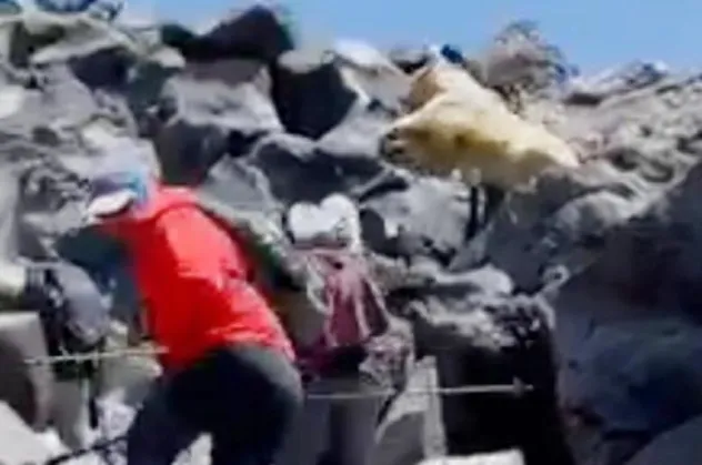 Ağrı Dağı'nda korku dolu anlar! Ukraynalı dağcıların karşısına biri albino iki ayı çıktı