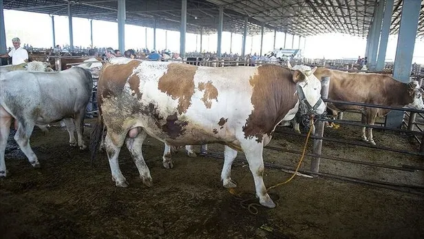 Kurban Bayramı teşrik tekbiri nasıl getirilir? Teşrik tekbiri Ne zaman biter? Kurban kesim vakti ne zaman başlar ve biter?-4