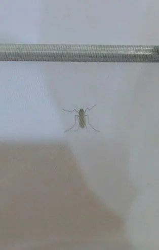 Türkiye'de öldüren virüs alarmı! Aşısı ve antivirali yok! Yunanistan'dan 10'dan fazla can aldı...