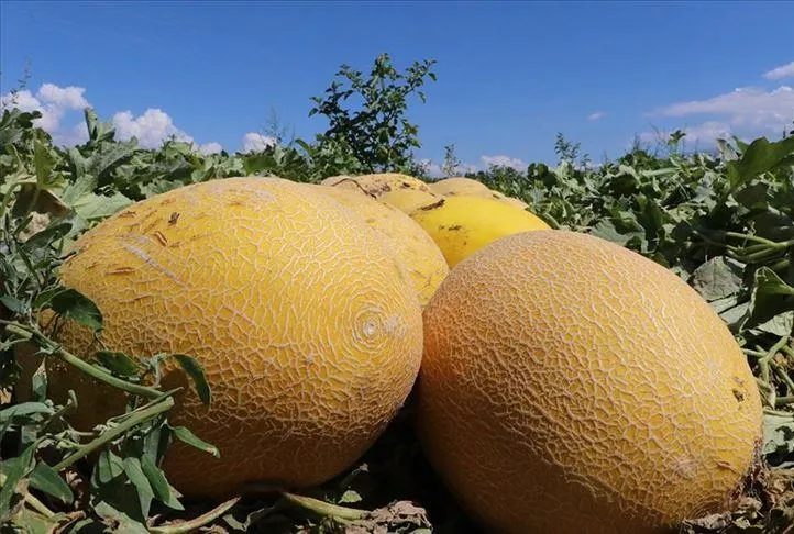 Astımın ilacı kavun