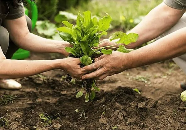 Başvuru için son haftaya girildi! Tarım sektörüne ilaç olacak: Projesi olana 3 milyon TL-4