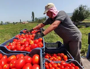 Marketlerin kilosunu 25 liraya sattığı domateste kim ne kadar kazanıyor? İşte vurgunu ifşa eden tablo