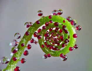 Simetri hastalarına özel bitkiler