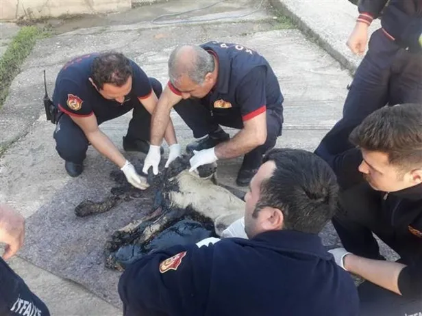 Korkunç olay! Köpek, tankerden dökülen zifte yapıştı-3