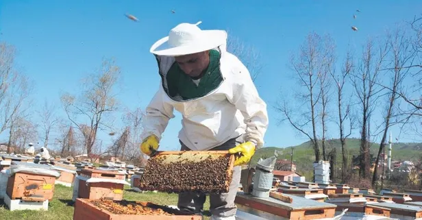 Organik arıcılığa destek! Dikkat 30 Aralık'a kadar yapılması gerekiyor