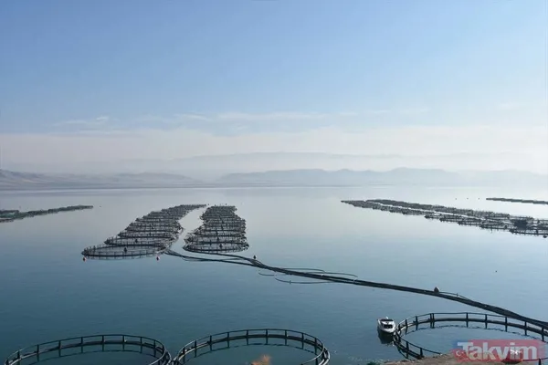 Yıllık kazançları 1 milyar TL! Deniz olmayan şehir Malatya'dan Avrupa ve Rusya'ya somon ihraç ediyorlar - 1