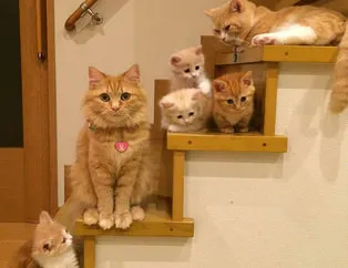 Yavrularıyla gururla poz veren kediler