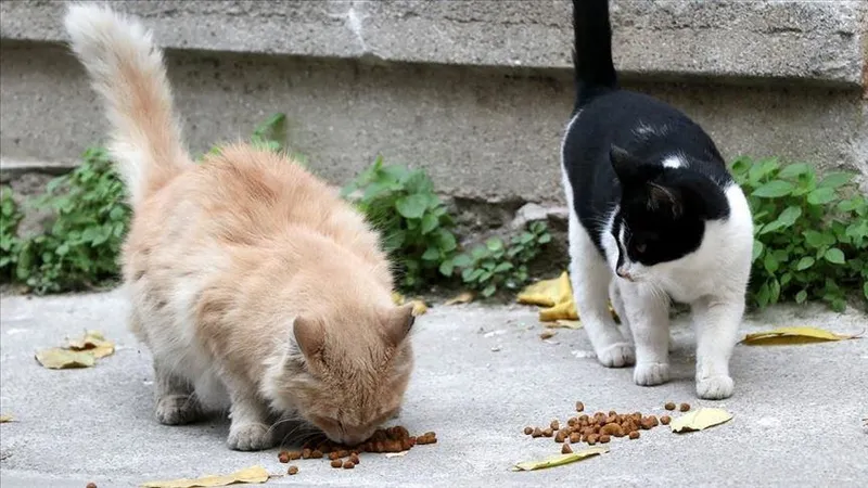 1715589030204.jpeg İş yerinden ölü kediler çıkmıştı! O cani için karar verildi-3