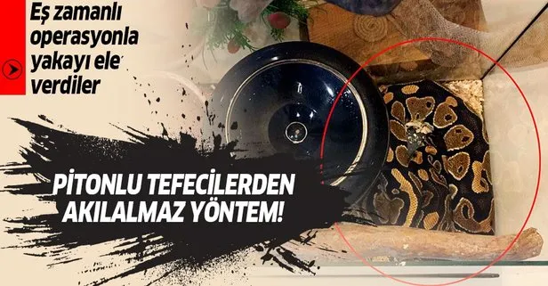 Pitonlu tefecilere operasyon