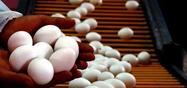 Gözler için yumurta