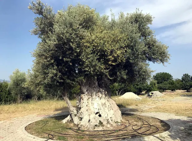 İşte Başkan Recep Tayyip Erdoğan'ın bahsettiği 1300 yaşındaki o zeytin ağacı-1