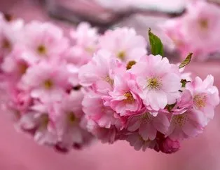Sakura nedir, ne demek?