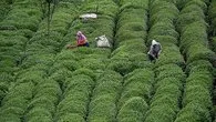 2025 yılı yaş çay fiyatı belli oldu!