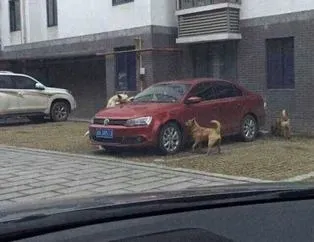 Korkudan yaklaşamadılar bile