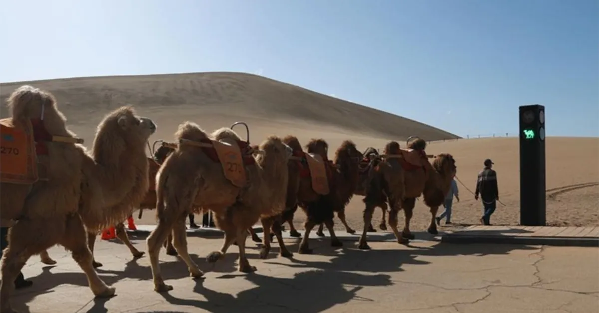 Çin’in Gansu bölgesinde develere özel trafik lambası