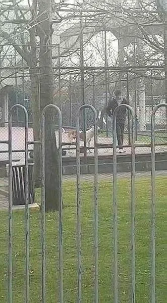 turkiye-minik-asiyeyi-konusurken-bir-pitbull-vahseti-daha-sultangazide-15-ve-17-yasindaki-iki-cocuk-yaralandi-1640532257205.jpeg Türkiye minik Asiye'yi konuşurken bir Pitbull vahşeti daha! Sultangazi'de 15 ve 17 yaşındaki iki çocuk yaralandı-2