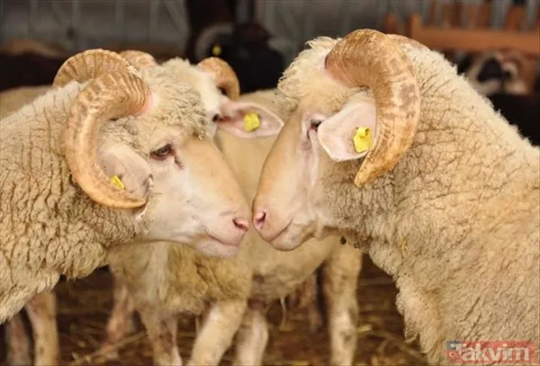 KURBANLIK FİYATLARI DİYANET 2025 | Koç, keçi, koyun, dana küçükbaş ve büyükbaş kurbanlık fiyatları ne kadar, kaç TL? - 5