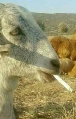Kurban Bayramı capsleri!