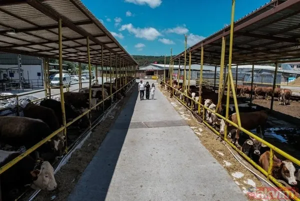 Kurban nasıl kesilir? Kurban için vekalet nasıl verilir? Kurban ibadetinde nelere dikkat edilmeli? Diyanet kurbanda dikkat edilmesi gerekenleri açıkladı - 13
