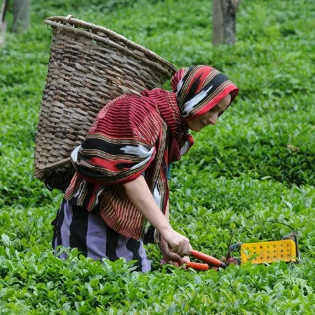 Yaş çayda fiyat açıklandı
