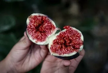 Şifa z’incir’i
