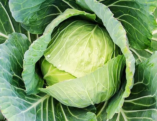 Lahana pazı beynin anahtarı